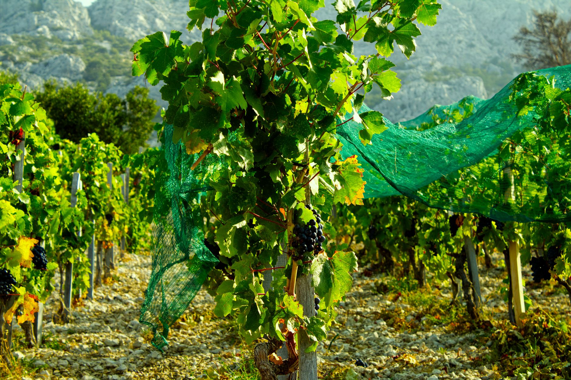 Que ramener de Croatie : huile d’olive d’Istrie, vin de Dalmatie, cravate et lavande de Hvar