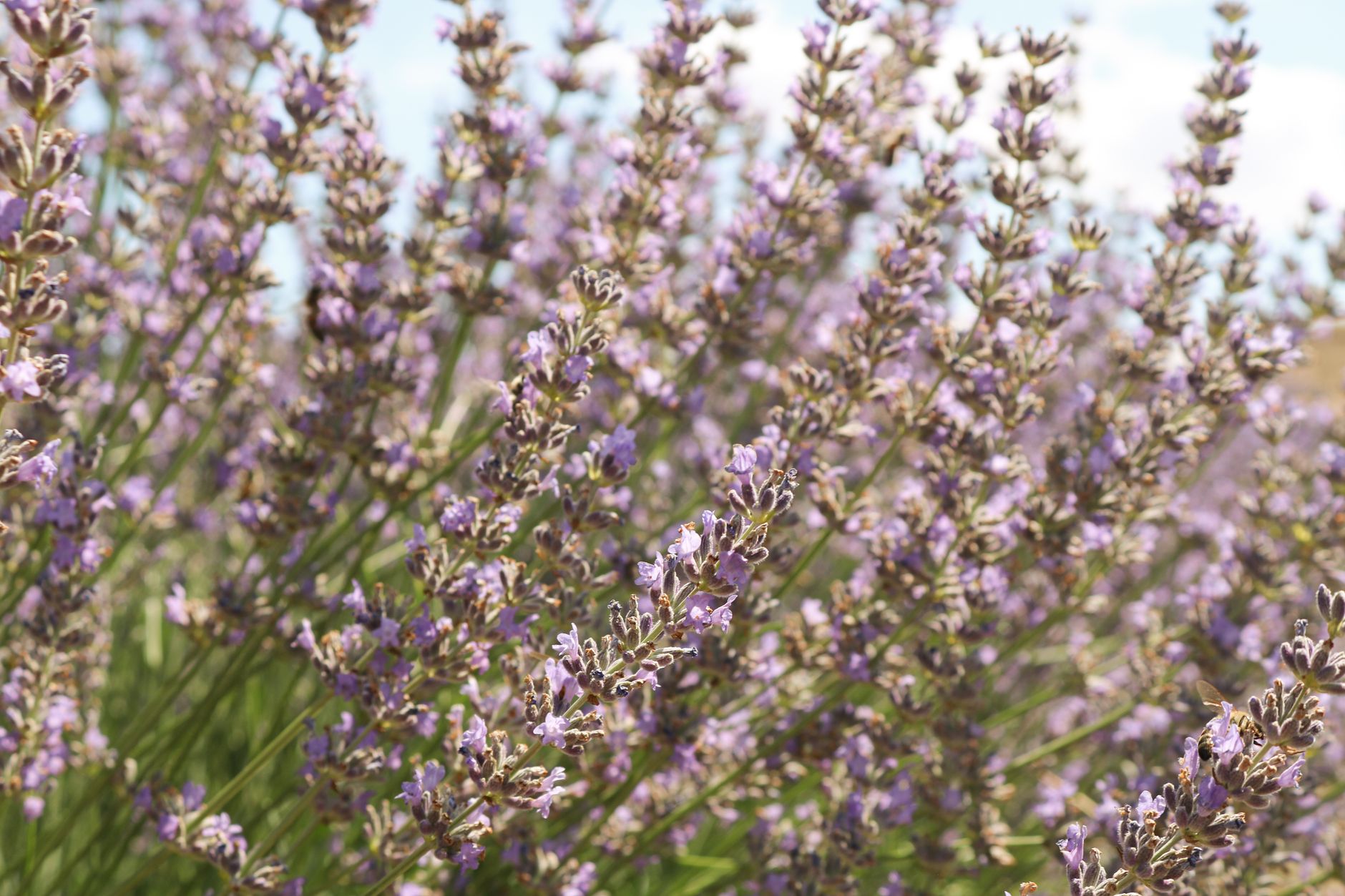 Fleurs de lavande en gros plan